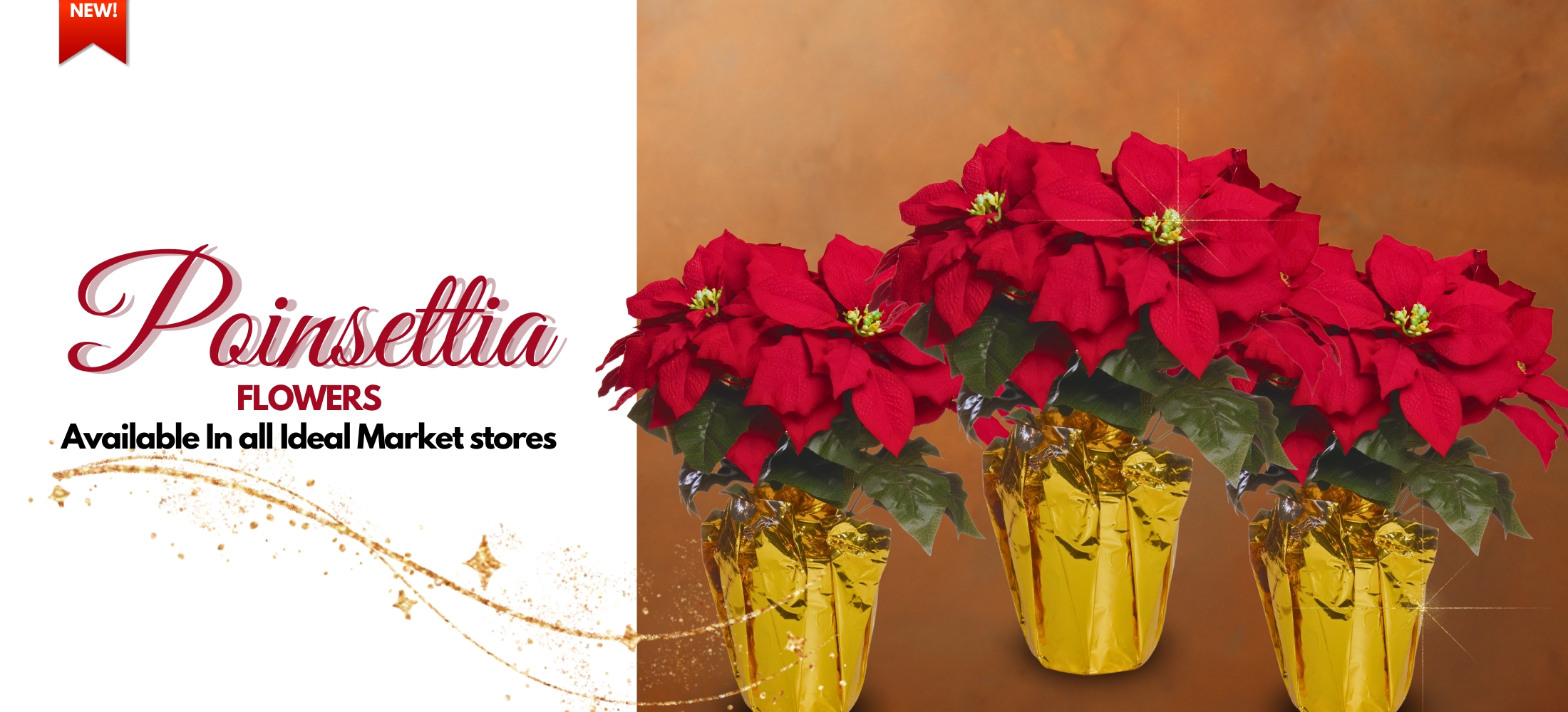 Poinsettia