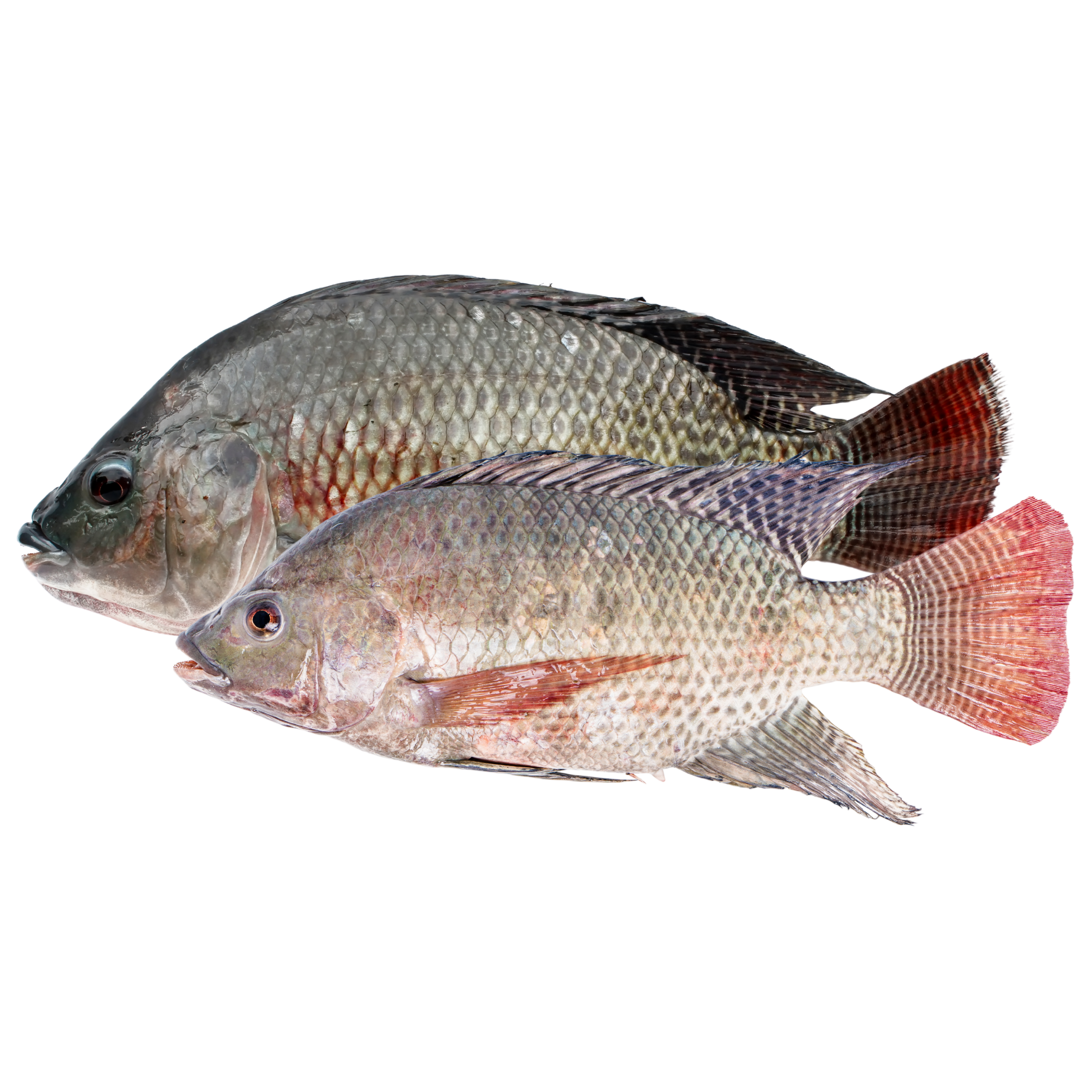 Whole Tilapia