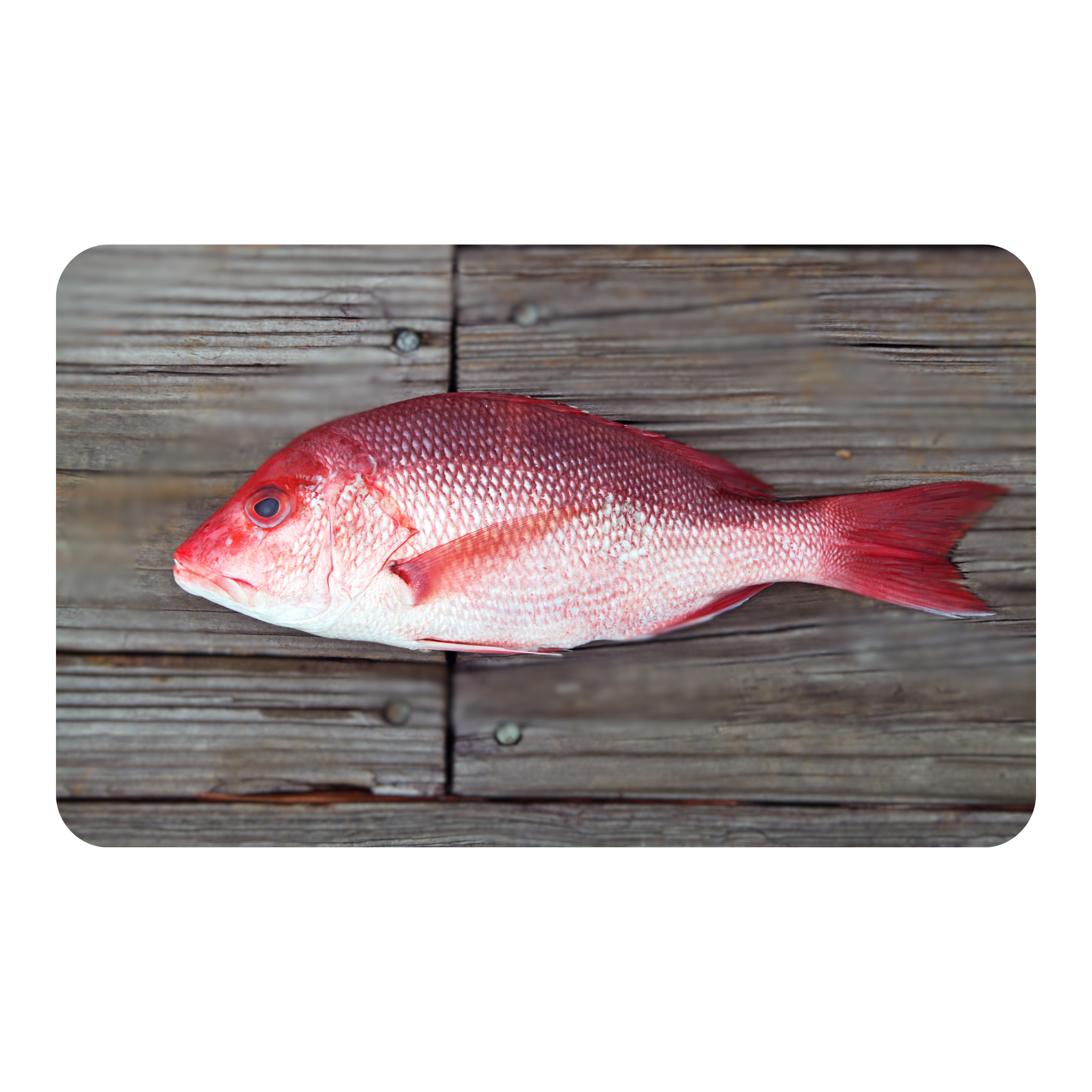 Whole Red Mojarra
