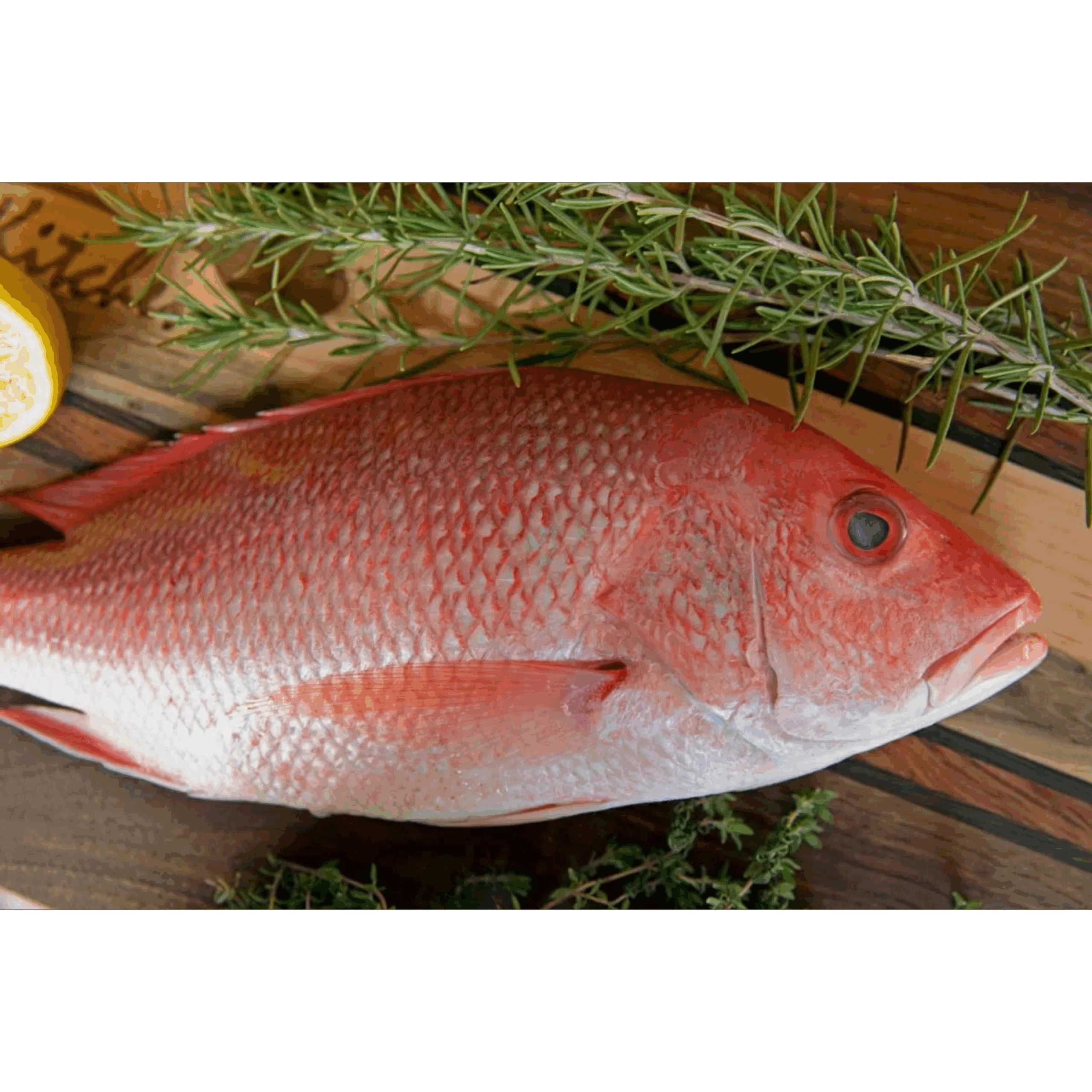 Red Snapper Fish